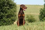 DOBERMANN 1082